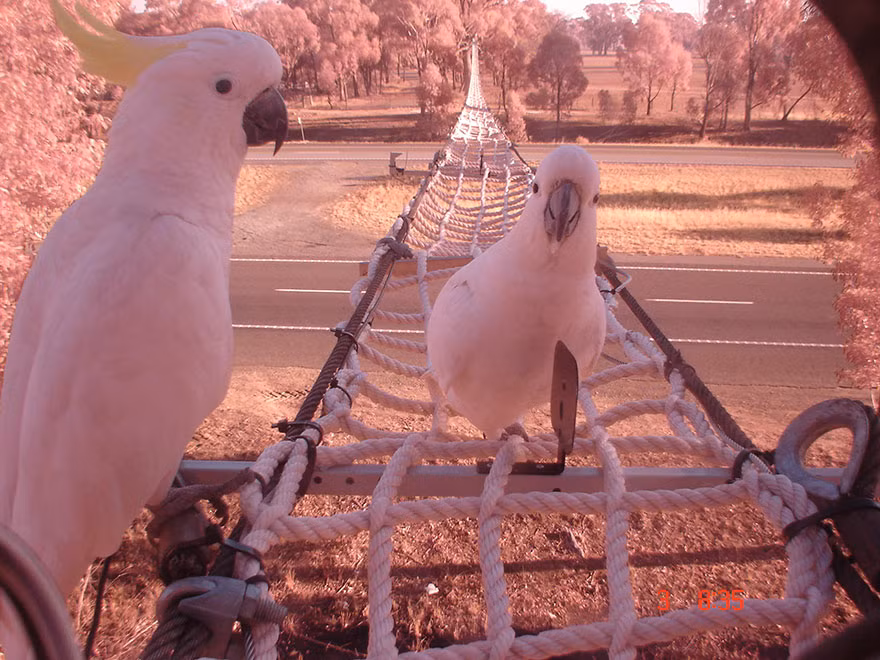 Không chỉ có những loài động vật dưới mặt đất được xây cầu, những con chim, những loài động vật ưa leo trèo, bay lượn cũng được xây dựng những cây cầu bằng dây để dễ dàng đi lại. (Nguồn Bored Panda)