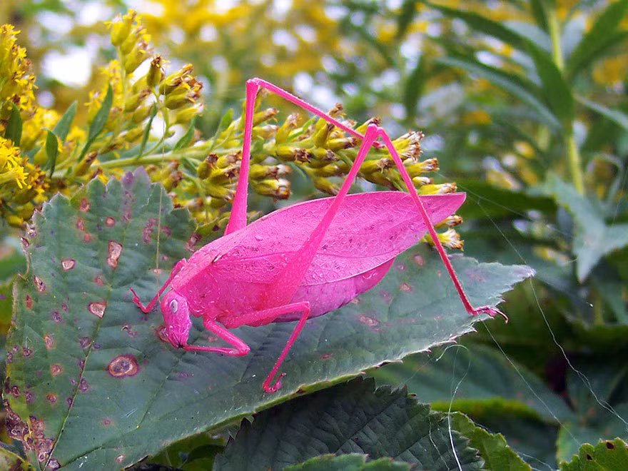 Bạn thắc mắc đây có phải hình ảnh thật hay không? Câu trả lời chính xác là hình ảnh thật, tuy kỳ lạ nhưng rất chính xác. Do đột biến gen, con côn trùng này có màu hồng vô cùng nổi bật, ấn tượng. (Nguồn Brilio)