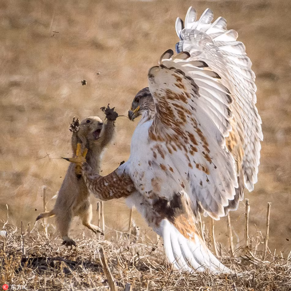 Theo nhiếp ảnh gia David McMillan, người đã may mắn chụp lại được cảnh tượng này, con sóc macmot tấn công chim ó tổng cộng ba lần, tuy rằng mỗi lần tấn công đều bị phản đòn rất đau nhưng nó không ngừng đứng dậy cho đến khi hoàn toàn kiệt sức. (Nguồn Sina)