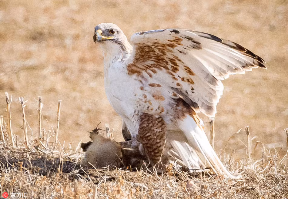 Sau khi khuất phục sóc macmot, con chim ó không vội vã ăn thịt con mồi mà để cho sóc macmot chết hẳn rồi mới tha đi. (Nguồn Sina)