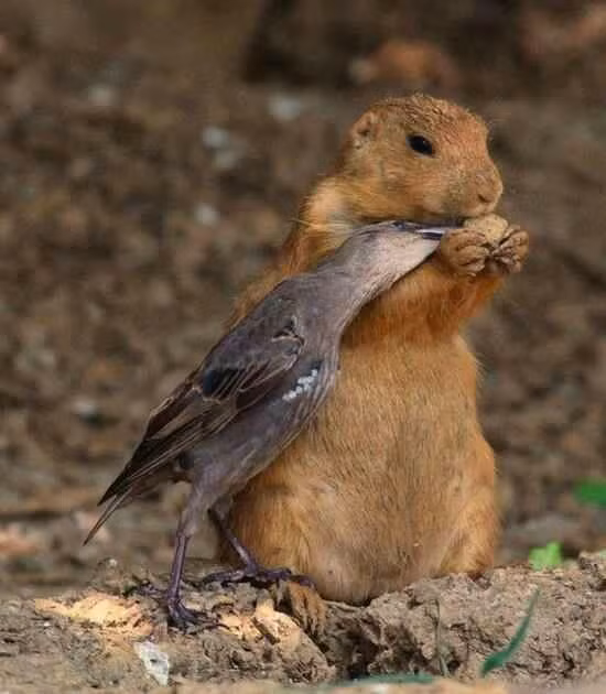 Chúng không tỏ ra hào phóng nhưng cũng không xua đuổi những người bạn động vật khác loài. (Nguồn Sina)