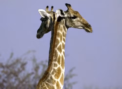 Trong ảnh là hình ảnh một con hươu hai đầu đã từng gây xôn xao. (Nguồn Dailymail)