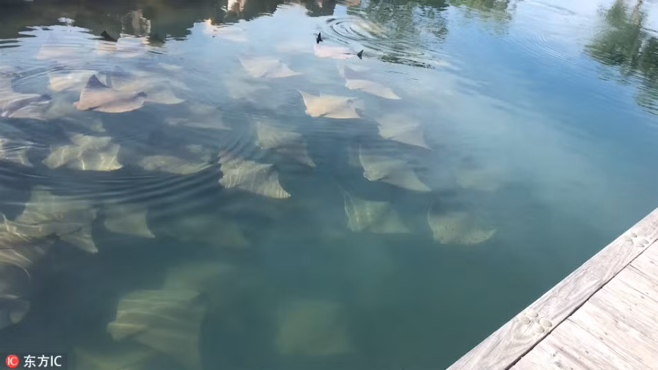 Mặc dù thường xuyên tới khu vực này nhưng chưa bao giờ Dane được chứng kiến cảnh cá đuối bơi tập thể giống như lần này. (Nguồn Sina)