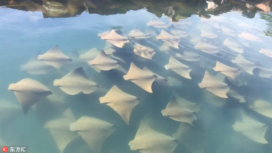 Theo anh Dane, hàng trăm con cá đuối này xếp hàng ngay ngắn, bơi lượn vòng quanh du thuyền khoảng 10 phút trước khi tiến ra biển. (Nguồn Sina)