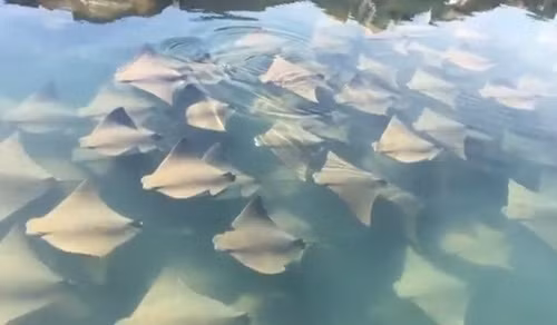 Cận cảnh hàng trăm con cá đuối tập trung lại, bơi tập thể như diễu hành. (Nguồn Sina)