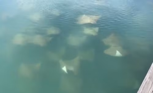 Mặc dù lượn vòng thành hình tròn xung quanh du thuyền nhưng đàn cá đuối không hề bị rối loạn đội hình. (Nguồn Sina)