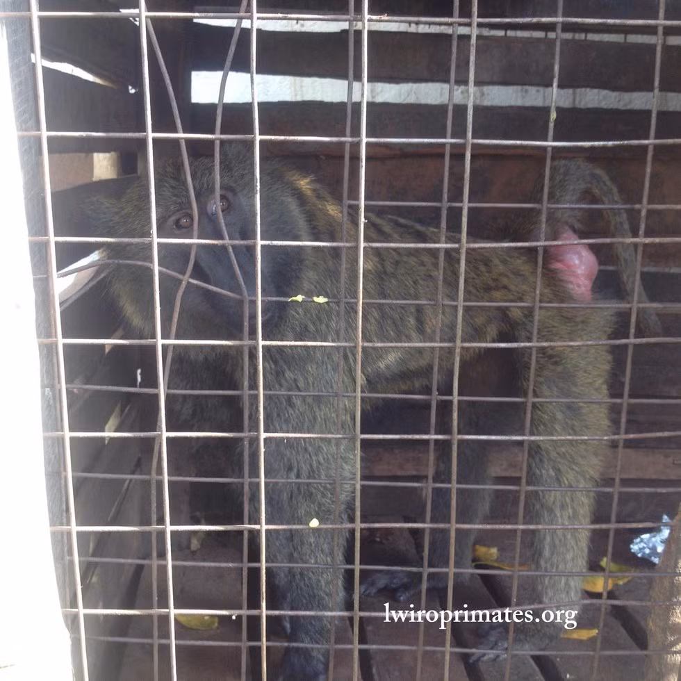 Con khỉ đầu chó này tên là Grace, cũng được giải cứu tại một khách sạn, nơi nó bị nhốt để làm trò mua vui cho các du khách. (Nguồn Dodo)