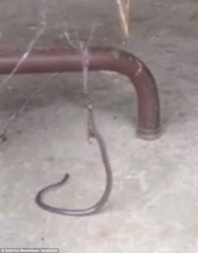 Cuối cùng, theo cô Sabrina, con nhện lưng đỏ chiến thắng, thành công giết chết con mồi. Được biết, con rắn nhỏ xấu số này thuộc loài rắn đen bụng đỏ, một loài rắn độc có tiếng. (Nguồn Sina)