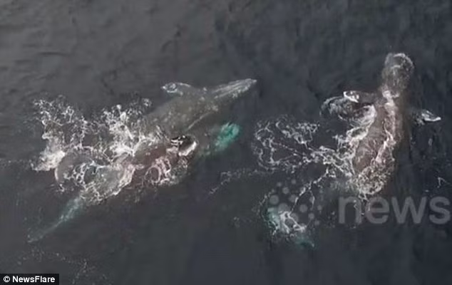 Theo Mark Girardeau, chỉ còn một tuần nữa là đến ngày lễ tình yêu Valentine nhưng những con cá voi xám khổng lồ này đã không thể chống cự lại bầu không khí lãng mạn đang tràn ngập khắp đại dương và quyết định giao phối tập thể. (Nguồn Dailymail)