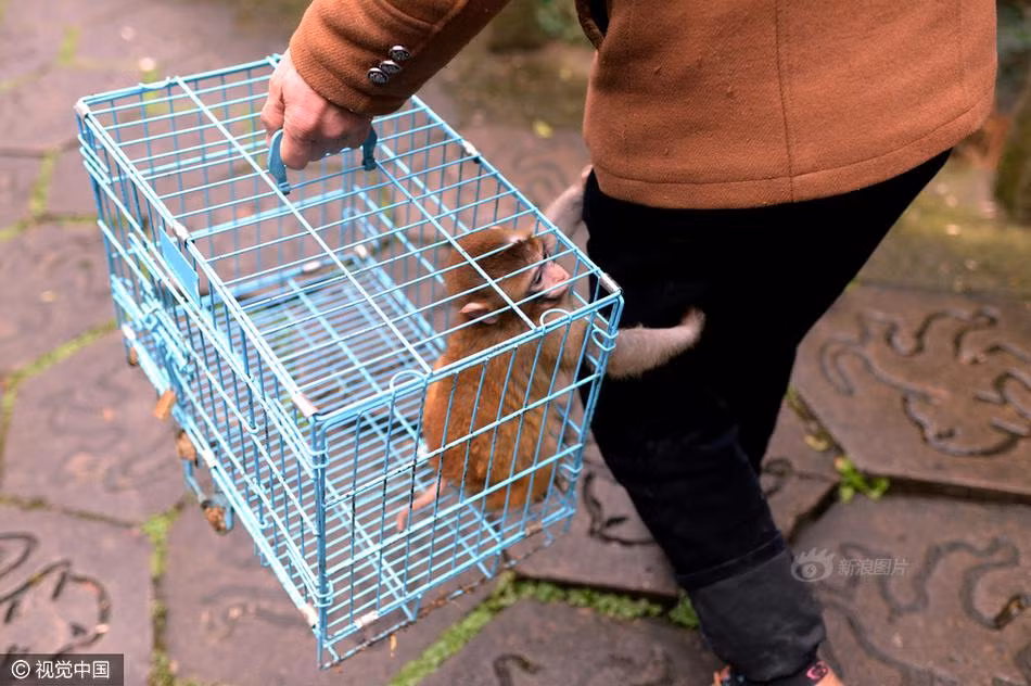 Một con khỉ nhỏ mới chỉ 4 tháng tuổi được đem đến gặp mẹ mình, đôi tay của nó ôm chặt lấy ông chủ Đàm Đức như cầu xin muốn được giải phóng khỏi sự kìm kẹp, trở về với mẹ. (Nguồn Sina)