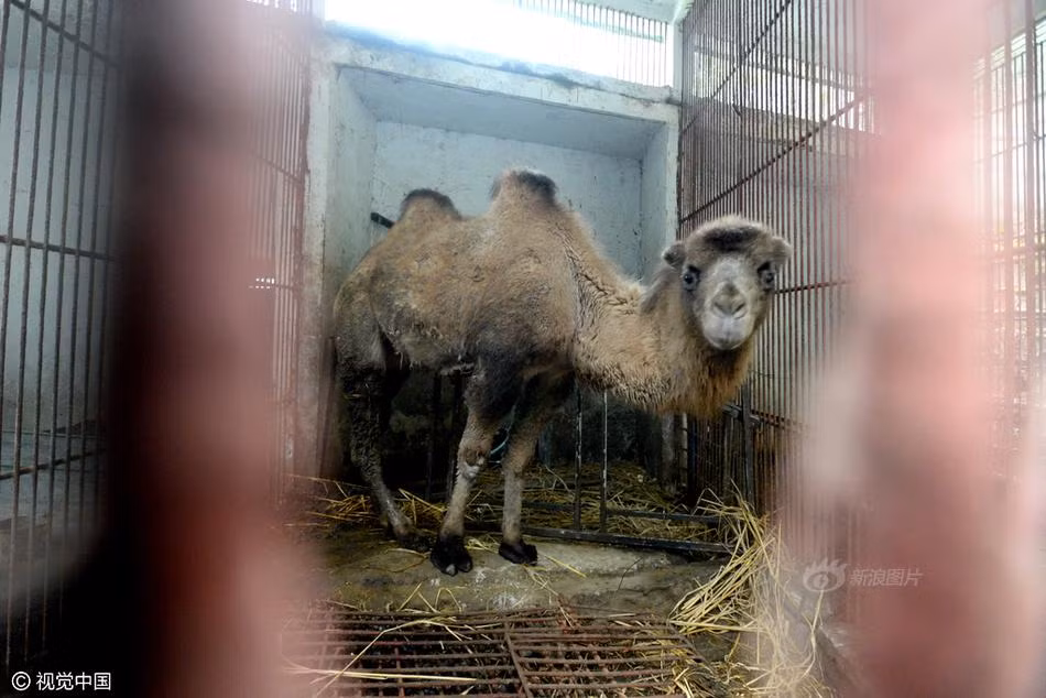 Khi mới bước vào vườn thú, cả không gian tĩnh lặng tịch mịch đến đáng sợ, giống như những vườn thú bị bỏ hoang, hoàn toàn không có dáng vẻ của một vườn thú vui tươi, sống động. Trong ảnh là một con lạc đà, khi thấy người xuất hiện nó hoảng sợ lùi đến tận góc tường. Không gian nhỏ hẹp, lại bị xích nên lạc đà khổ sở trong việc đi lại. (Nguồn Sina)