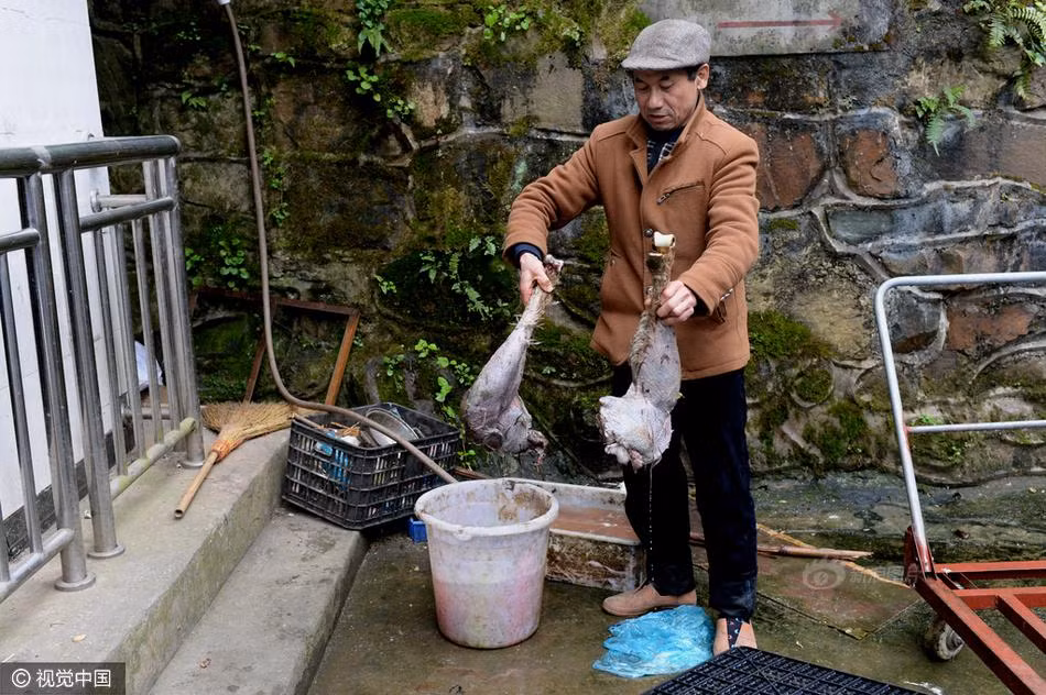 Trong ảnh là Đàm Đức đang lấy thịt cho sư tử ăn, đó là hai chiếc đùi của một con đà điểu đã chết. (Nguồn Sina)