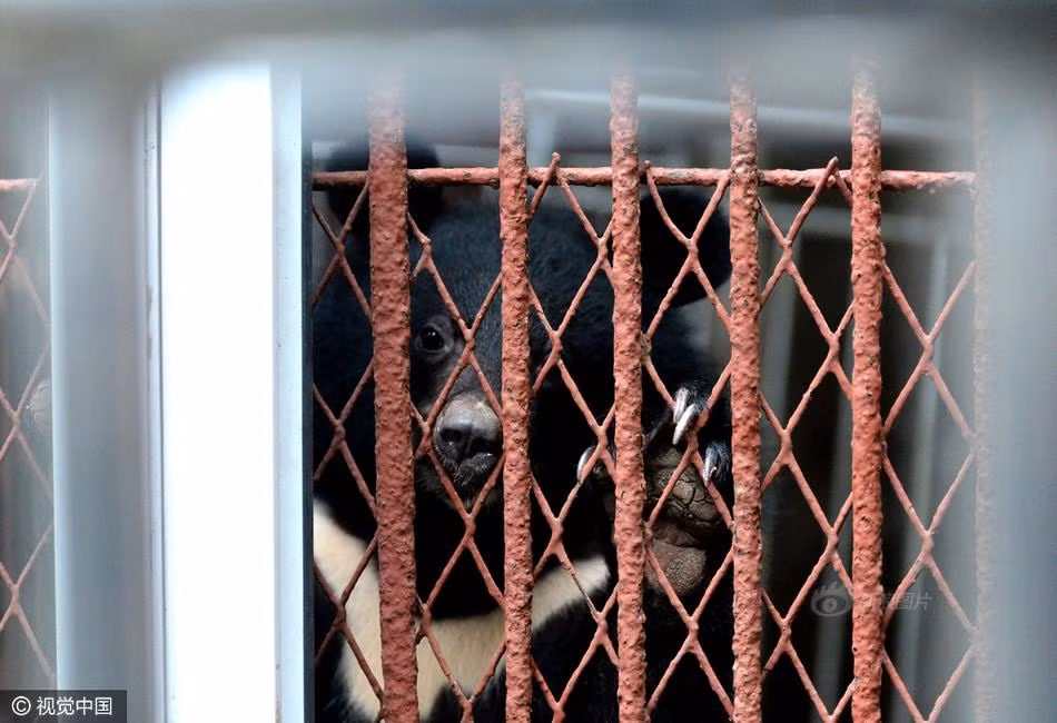 Một con gấu đen được khoảng hai tuổi, ngày ngày bị nhốt trong không gian chật hẹp, nó đã bắt đầu có hành vi tự làm đau bản thân. Ánh mắt buồn bã dường như không còn sự sống của nó khiến người xem không khỏi ám ảnh. (Nguồn Sina)