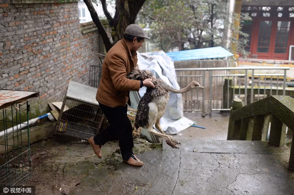 Trong ảnh là một con đà điểu bị thương ở chân, được ông chủ Đàm Đức đưa đi nhốt chung với đồng loại. Khuôn mặt của nó hiện lên sự khó chịu nhưng bất lực, chịu đựng. (Nguồn Sina)