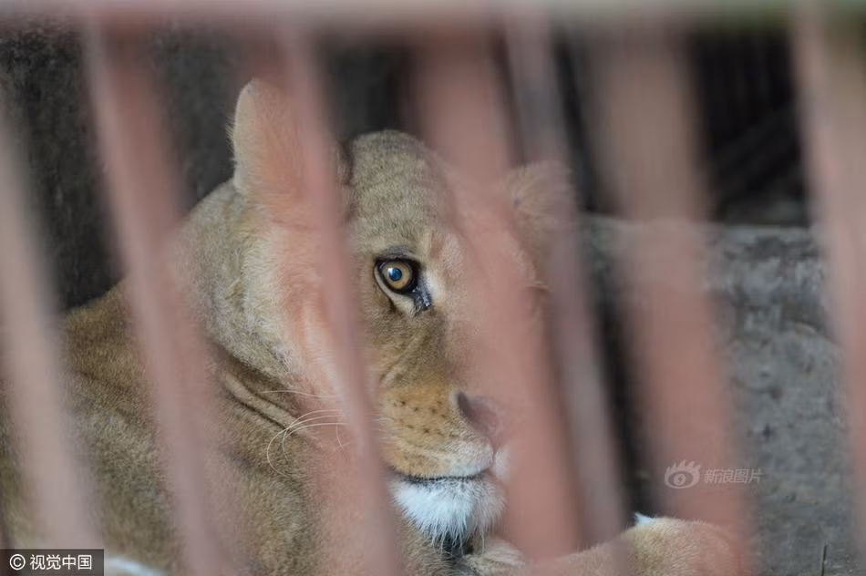 Trong một chiếc chuồng 20m, có một con sư tử cái đang nằm. Trên tấm biển ghi dòng chữ "Sư tử châu Phi". Thấy khách tới thăm, chụp ảnh, sư tử ném cho mọi người ánh nhìn hằn học, bực bội. (Nguồn Sina)
