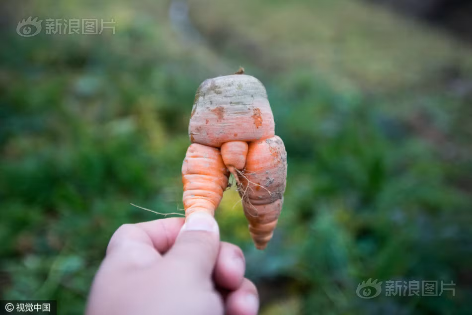 Hứa Triều Bỉnh vốn là một lão nông có thâm niên trồng trọt. Tuy nhiên ông cho biết, làm nghề đã vài chục năm nhưng chưa bao giờ ông nhìn thấy củ cà rốt có hình dạng lạ đời như thế này. (Nguồn Sina)