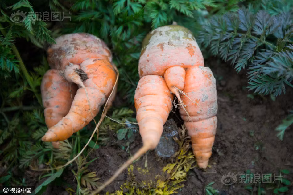 Mới đây ở thôn Ngu Trạch thuộc huyện Phổ Giang, Chiết Giang, Trung Quốc, một người nông dân 70 tuổi tên là Hứa Triều Bỉnh đã đào được hai củ cà rốt kỳ lạ có hình thân dưới trần truồng của một cậu bé, khiến nhiều người sửng sốt. (Nguồn Sina)