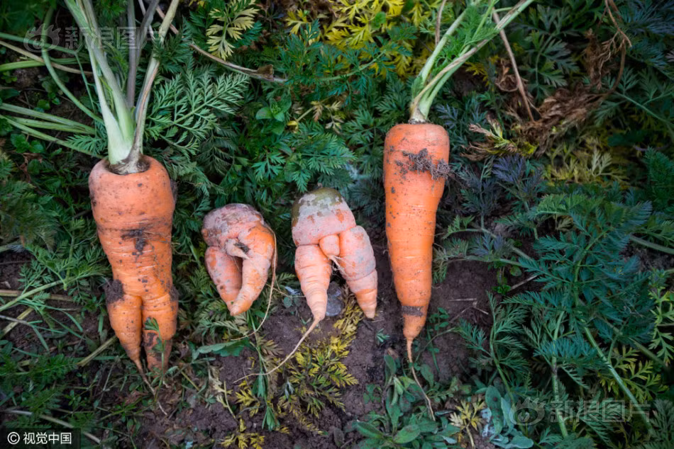 Ông Hứa gọi hai củ cà rốt ba chân là "cậu bé cà rốt" bởi hình dáng nhạy cảm của nó. (Nguồn Sina)