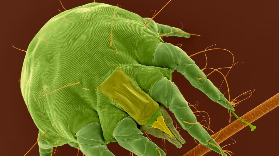 Đây là ký sinh trùng sống trong tai thỏ, còn gọi là ve thỏ, chúng có thể sống ký sinh, hút máu cả các thú cưng khác nếu như được tiếp xúc gần. Loài này cũng gây ngứa và các bệnh nhiễm trùng lây lan qua máu. (Nguồn Sina)