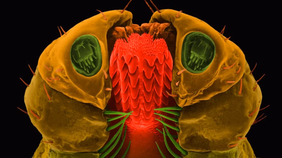 Bọ ve, một trong những loài ký sinh trùng đáng ghét nhất, không chỉ khiến cho các loài động vật khổ sở, bọ ve còn khiến cho con người mất ăn mất ngủ vì những căn bệnh khó chữa khác nhau, trong đó có cả bệnh Lyme. (Nguồn Sina)