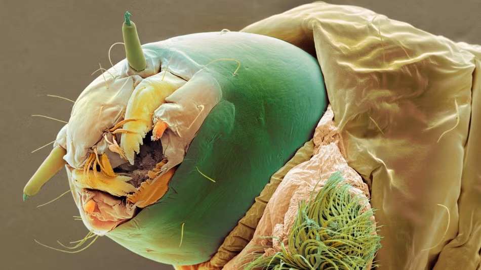 Bloodworms hay còn gọi là trùng máu, thường sống trong nước ao và các vũng bùn lầy. Bằng cách sử dụng các hemoglobin trong cơ thể, chúng có thể được hấp thụ được oxy ở môi trường thiếu khí. Loài ký sinh này rất khó chịu, lấy máu của vật chủ để nuôi sống bản thân. (Nguồn Sina)