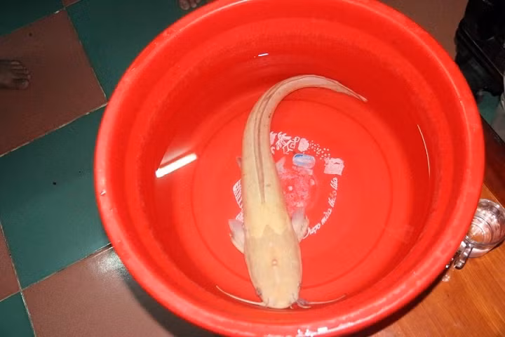 Mới đây, thông tin bắt được cá trê vàng cực hiếm ở Đà Nẵng gây xôn xao dư luận. Cụ thể, anh Lê Văn Hùng ở phường Hòa Hiệp Bắc, quận Liên Chiểu, thành phố Đà Nẵng đã bắt được một con cá trê toàn thân màu vàng óng, nặng gần 2kg trong lưới của mình khi đi thu lưới ngày 4/2 vừa qua.