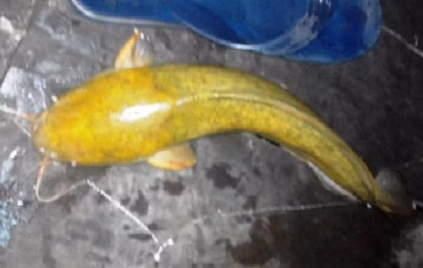 Vào năm 2015, tại khu vực Q8, TP.HCM, một người dân tên T. cũng đã câu được cá trê màu vàng nặng khoảng 800g, dài 30cm, có 8 râu, gây xôn xao dư luận, thu hút rất đông người đến chiêm ngưỡng.