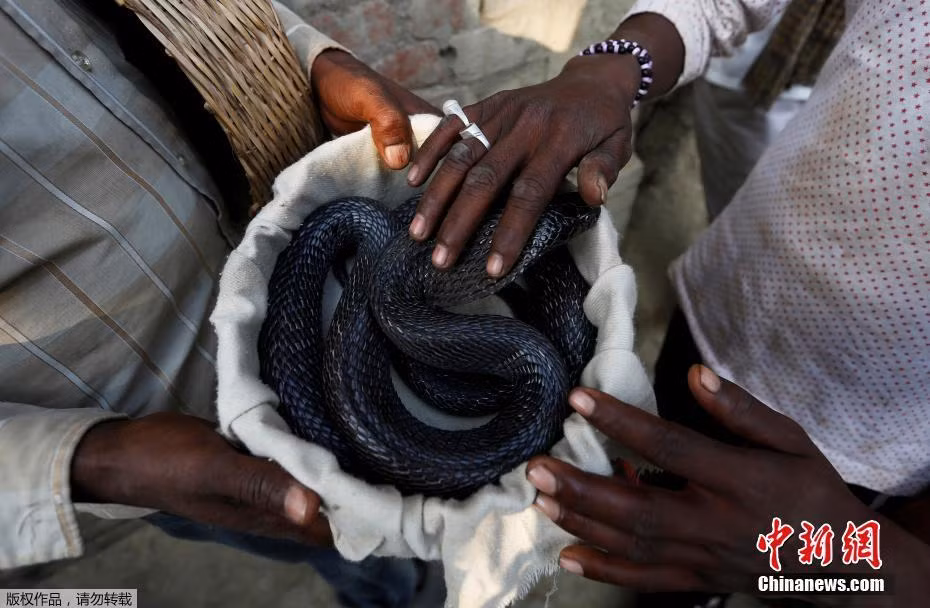 Theo truyền thống, rắn hổ mang còn được cho là hiện thân của thần Shiva vị thần hủy diệt và tái tạo trong văn hóa Ấn Độ. Theo nhiều ý kiến, đặc tính hủy diệt của nọc rắn và sự tái tạo của hiện tượng rắn lột da đã khiến cho người Ấn Độ coi rắn hổ mang là một trong những ứng thân của thần Shiva. (Nguồn Sina)