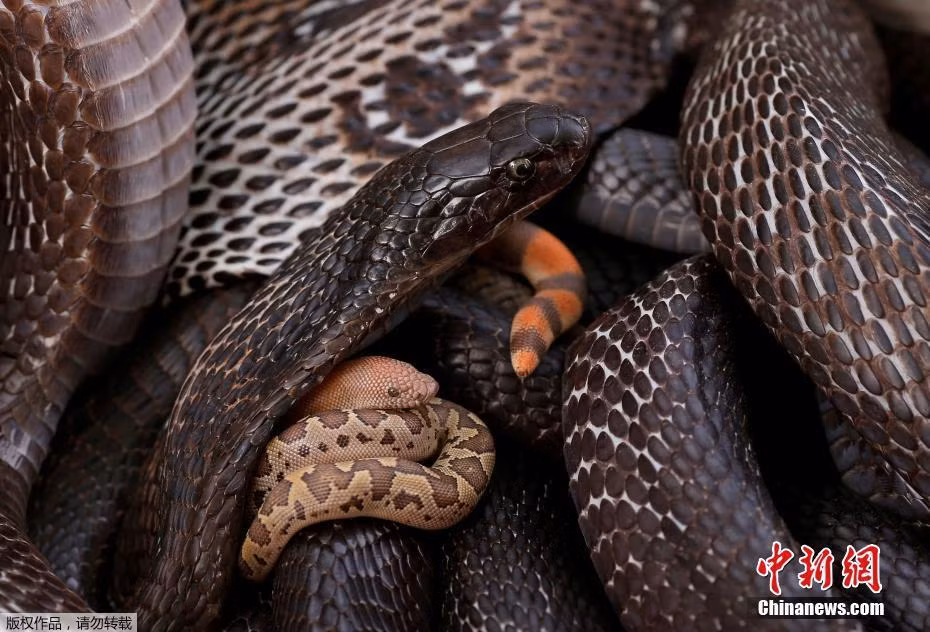 Tại ngôi làng Baghpur phía Bắc Ấn Độ, người dân bắt được rất nhiều rắn. Họ không xúc phạm những con rắn này mà nhốt chúng trong giỏ tre. Đặc biệt, họ sẽ không bao giờ ăn thịt hoặc giết rắn. (Nguồn Sina)