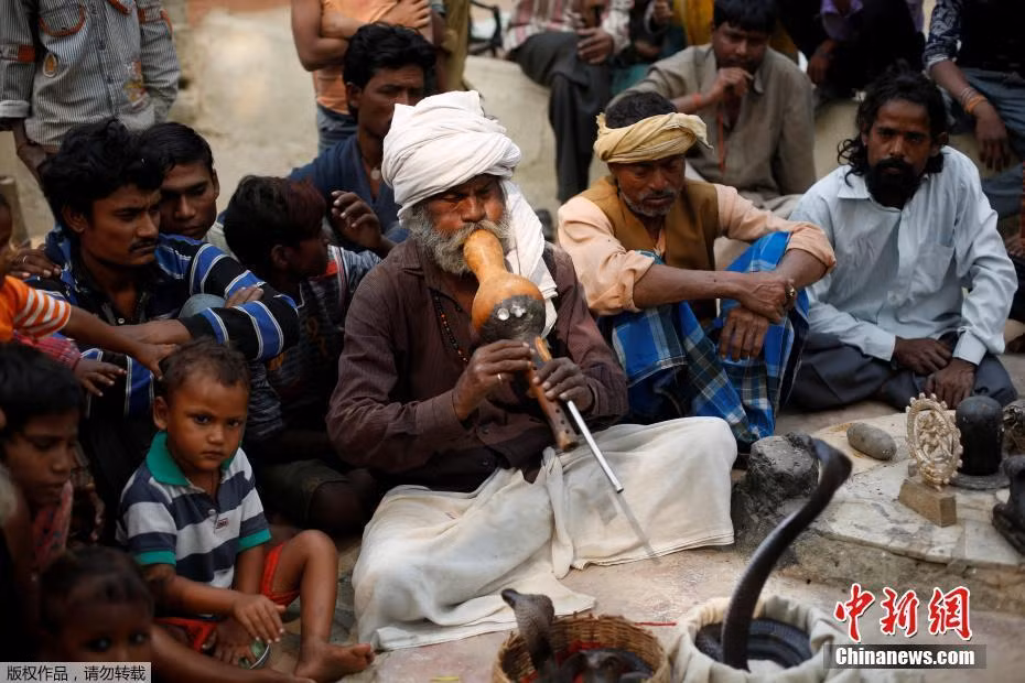 Một người đàn ông Ấn Độ đang biểu diễn điệu kèn gọi rắn hổ mang, khiến chúng lắc lư theo nhạc. (Nguồn Sina)