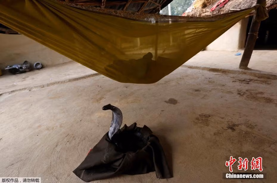 Tuy nhiên, những người dân ở quốc gia này chẳng mấy bận tâm, họ vẫn sống chung, sinh hoạt và truyền từ thế hệ này sang thế hệ khác những truyền thuyết về loài rắn. (Nguồn Sina)