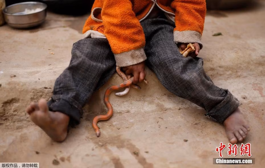 Theo thống kê, Ấn Độ là quốc gia có tỷ lệ người chết vì rắn cắn cao nhất thế giới với khoảng 15000 ca tử vong mỗi năm. Ấn Độ cũng là nơi có nhiều chủng loài rắn độc nhất thế giới. (Nguồn Sina)