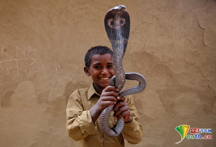 Ở Ấn Độ, văn hóa thờ rắn là một trong những truyền thống lâu đời, đóng vai trò quan trọng trong nền văn hóa tại Ấn Độ. Người Ấn tôn thờ rắn, cho rằng rắn là hiện thân của thần, đặc biệt là rắn hổ mang, họ gọi loài rắn này là "rắn thiện". (Nguồn Sina)