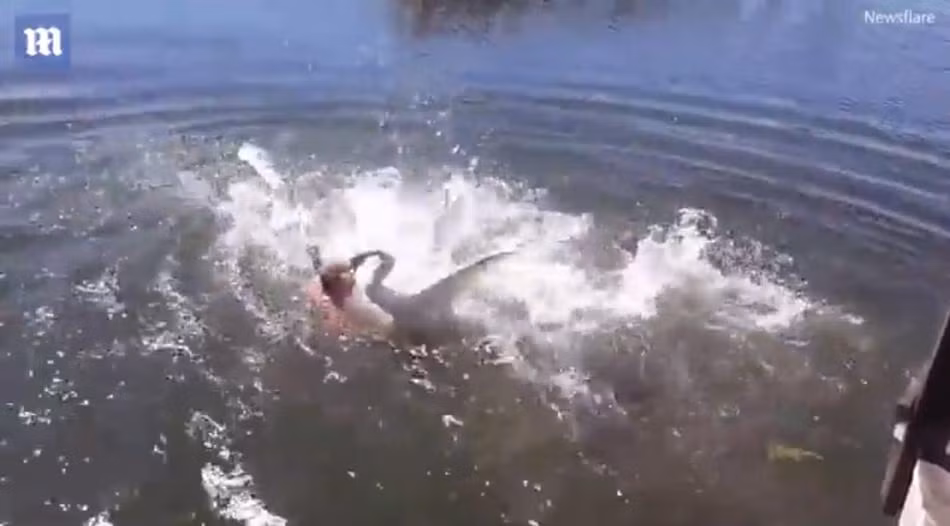 Cuối cùng, để trốn chạy khỏi những đòn tấn công mãnh liệt từ đôi thiên nga, người đàn ông buộc phải lặn xuống nước và trốn xa. (Nguồn Dailymail)
