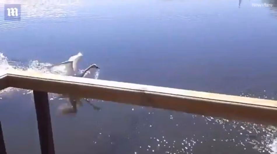 Nó gần như điên cuồng lao về người đàn ông ở trần đang bơi lội gần đó, khiến người này hoảng sợ. (Nguồn Dailymail)