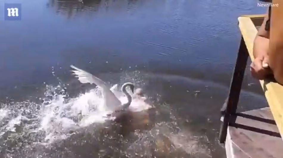 Nó thậm chí còn sẵn sàng dùng cả những vuốt nhọn ở bàn chân để cào lên phần lưng của nạn nhân. (Nguồn Dailymail)