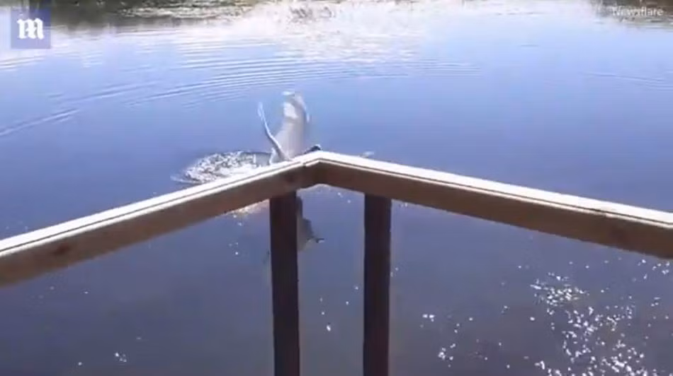 Tuy nhiên khi nghe thấy tiếng đập nước bì bõm ngay gần lãnh thổ của mình, con thiên nga đực giang cánh, lao đến với tốc độ tia cực nhanh. (Nguồn Dailymail)