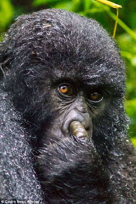 Khoảnh khắc ngoáy mũi đầy khiếm nhã của một con khỉ đột núi được nhiếp ảnh gia ghi lại vô cùng đúng lúc. (Nguồn Dailymail)