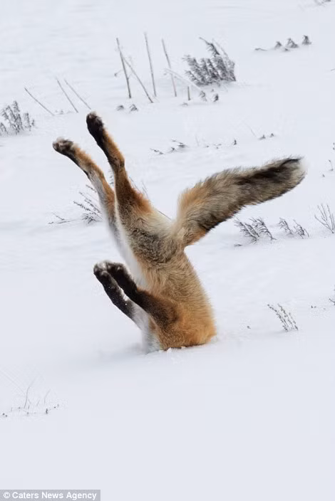 Sau màn săn cá dưới băng thất bại, cáo đỏ xấu hổ không muốn thò mặt lên, nó cứ dúi mãi mặt xuống băng để trốn tránh. (Nguồn Dailymail)