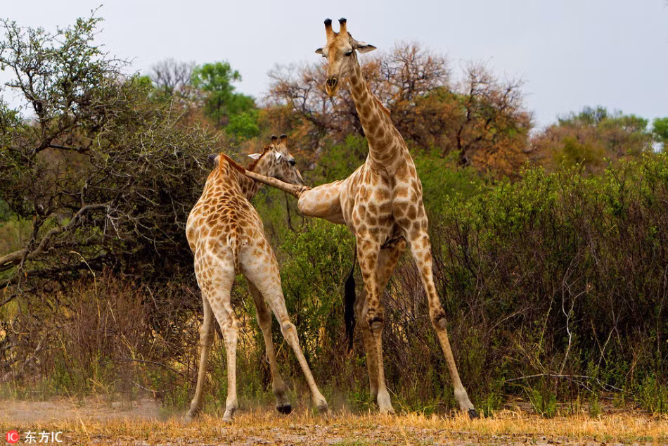 Mới đây, một nhiếp ảnh gia động vật hoang dã đã ghi lại được cảnh tượng vô cùng thú vị và hiếm gặp khi hươu cao cổ kịch chiến không phải bằng cổ mà bằng chân. (Nguồn Sina)