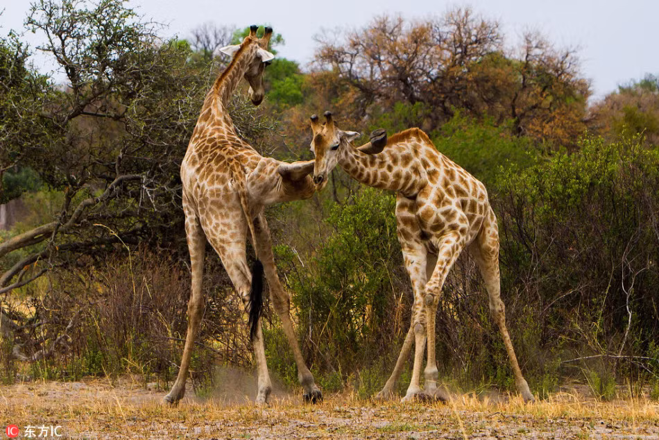 Ít người biết rằng, những đôi chân dài, cứng cáp, khỏe mạnh của hươu cao cổ cũng được chúng sử dụng như một thứ vũ khí thực thụ. (Nguồn Sina)