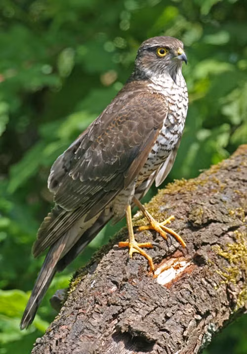 Đôi cánh tròn, rộng, ngắn và đuôi dài giúp chúng dễ dàng bay liệng trong môi trường cây cối rậm rạp. (Ảnh: Sarahsellers)