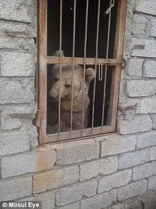 Chúng đói, khát đến mức khi con người tiếp cận cần, chúng không còn sức để phản kháng, cũng không còn lực để tương tác. Tất cả đều có cùng tình trạng, đờ đẫn, gầy khô, mệt mỏi và kiệt quệ đến cực độ. (Nguồn Dailymail)