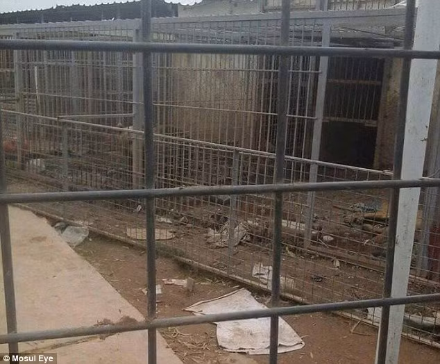 Tuy vậy, do điều kiện vô cùng hạn chế, vẫn có những động vật đáng thương bỏ mạng vì thiếu điều kiện chăm sóc. Trong ảnh có thể thấy, chuồng trại trong sở thú xiêu vẹo, bẩn thỉu, động vật thì bị lãng quên hoàn toàn trong suốt thời gian quân đội IS chiếm đóng. (Nguồn Dailymail)