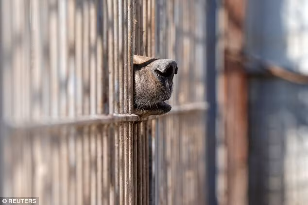 Hệ quả là những động vật bị nhốt trong sở thú không thể thoát ra ngoài tìm nguồn sống cho mình. Chúng bị giam cầm cho đến khi chết đau đớn và tuyệt vọng vì đói, khát, nhiễm bệnh. (Nguồn Dailymail)