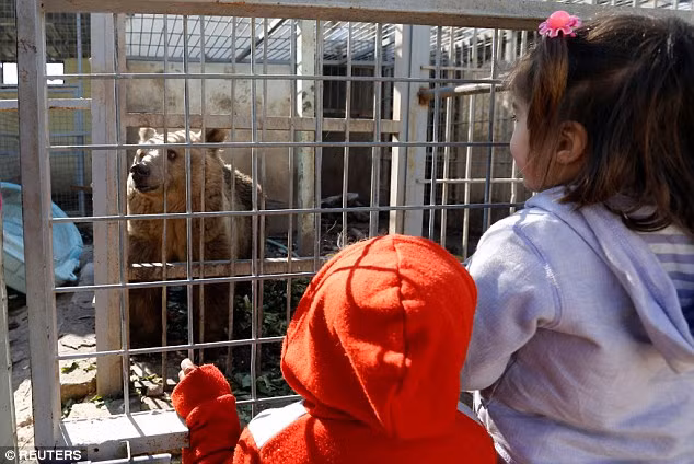Trẻ em Iraq đang đứng trước chuồng nhốt một con gấu nâu khổng lồ tại vườn thú Mosul. Hiện tại, sau khi khu vực được giải phóng khỏi sự chiếm giữ của IS, cư dân địa phương đã và đang làm hết sức mình để cứu sống những động vật đáng thương này. (Nguồn Dailymail)