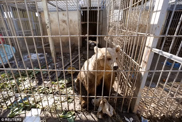 Giống như nhiều thành phố, sở thú gần như đã bị phá hủy hoàn toàn bởi nhiều tháng giao tranh giữa lực lượng quân đội Iraq và các tay súng Nhà nước Hồi giáo tự xưng IS. (Nguồn Dailymail)