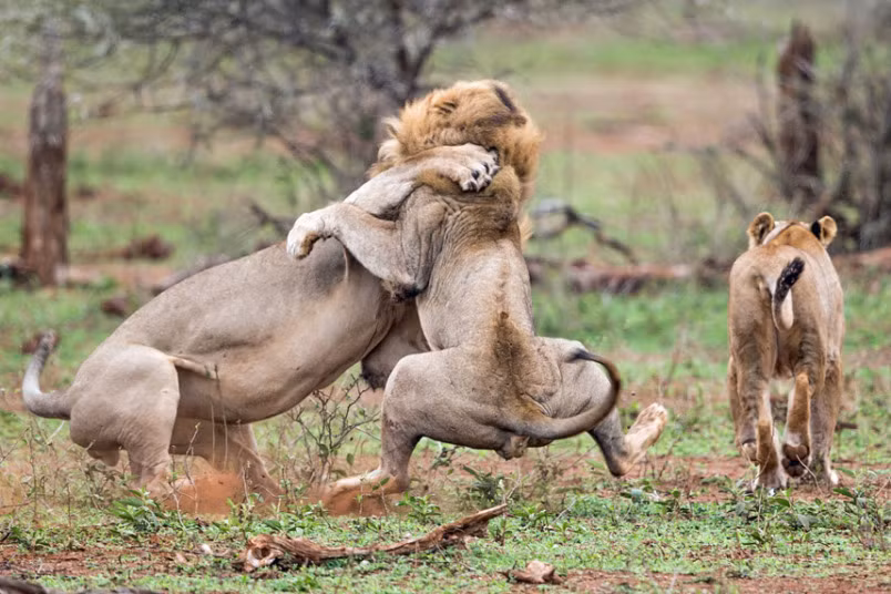 Tuy nhiên những cuộc chiến như vậy cũng thường chỉ xảy ra kiểu đấu tay đôi, rất hiếm khi xảy ra trường hợp cả ba con sư tử đực trưởng thành cùng tham gia chiến đấu. (Nguồn Dailymail)
