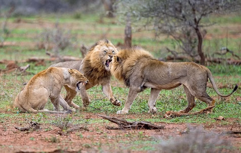 Trong những trận chiến tay đôi, sư tử đực thua cuộc sẽ phải chịu nhường lãnh thổ hoặc bạn tình và rút lui. (Nguồn Dailymail)