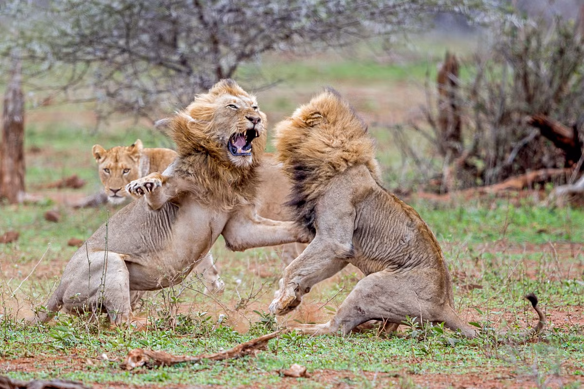 Thông thường, những cuộc kịch chiến của sư tử đực chỉ xảy ra khi chúng tranh chấp lãnh thổ, tranh giành vị trí thống lĩnh của đàn hoặc phổ biến hơn là vì tranh giành quyền giao phối. (Nguồn Dailymail)